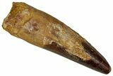 Fossil Spinosaurus Tooth - Real Dinosaur Tooth #350066-1
